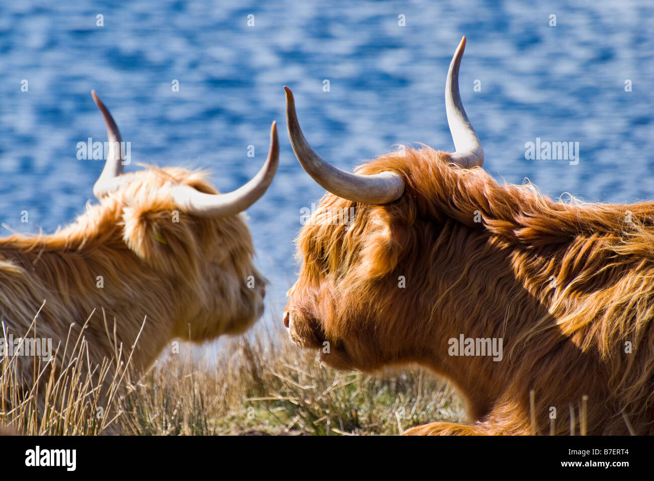 Close up picture of two Highland cows sat down with bright blue coloured loch in background taken in Laide in Scotland Stock Photo