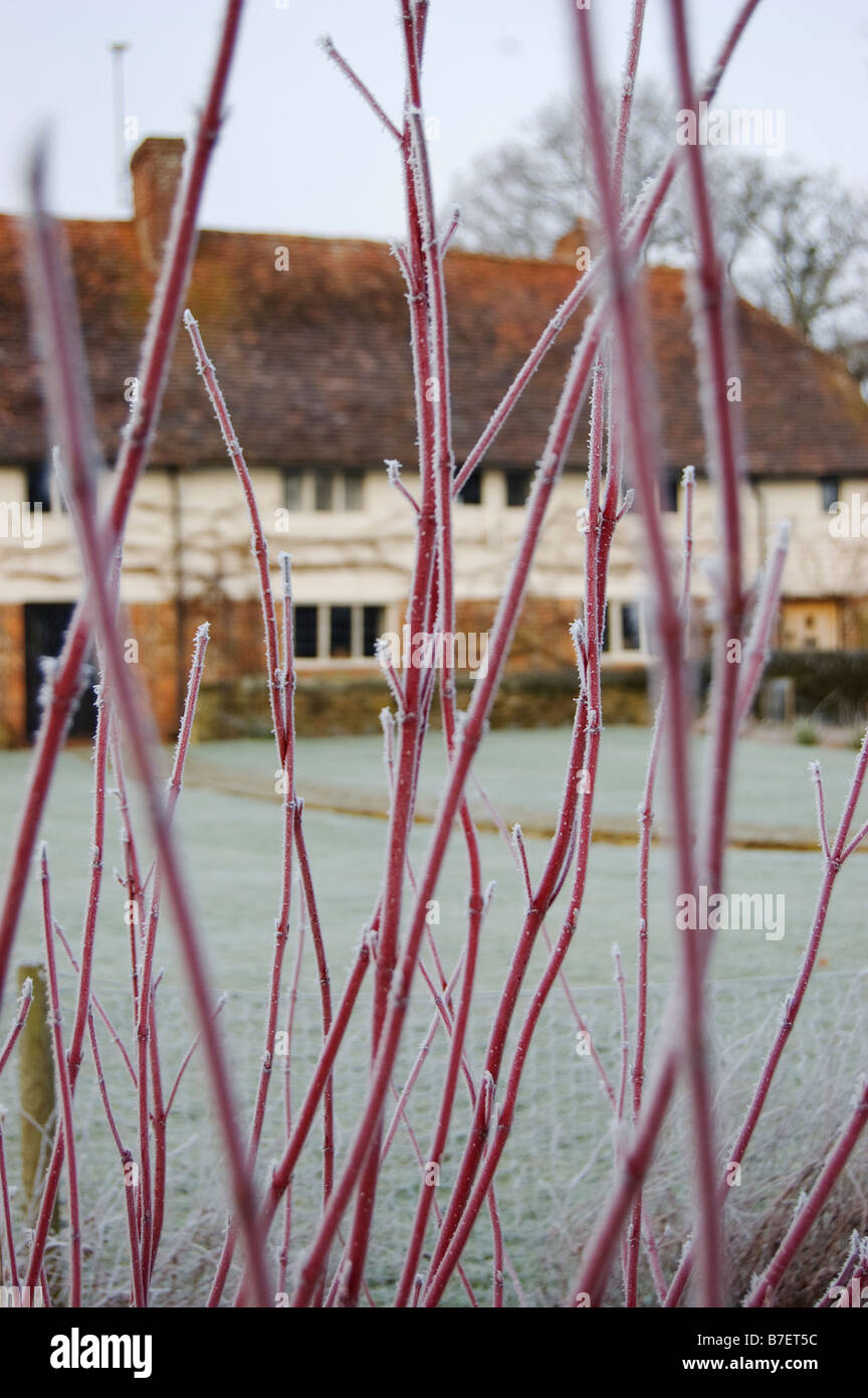 dogwood in front of weatherboarded sussex farmhouse Stock Photo
