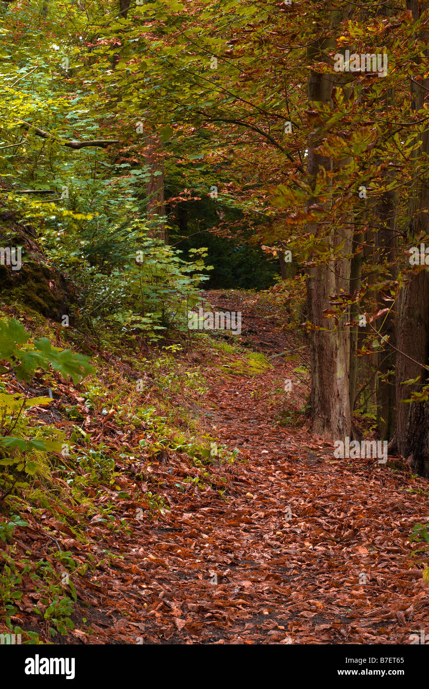 Beautiful autumn colors in the forest Stock Photo - Alamy