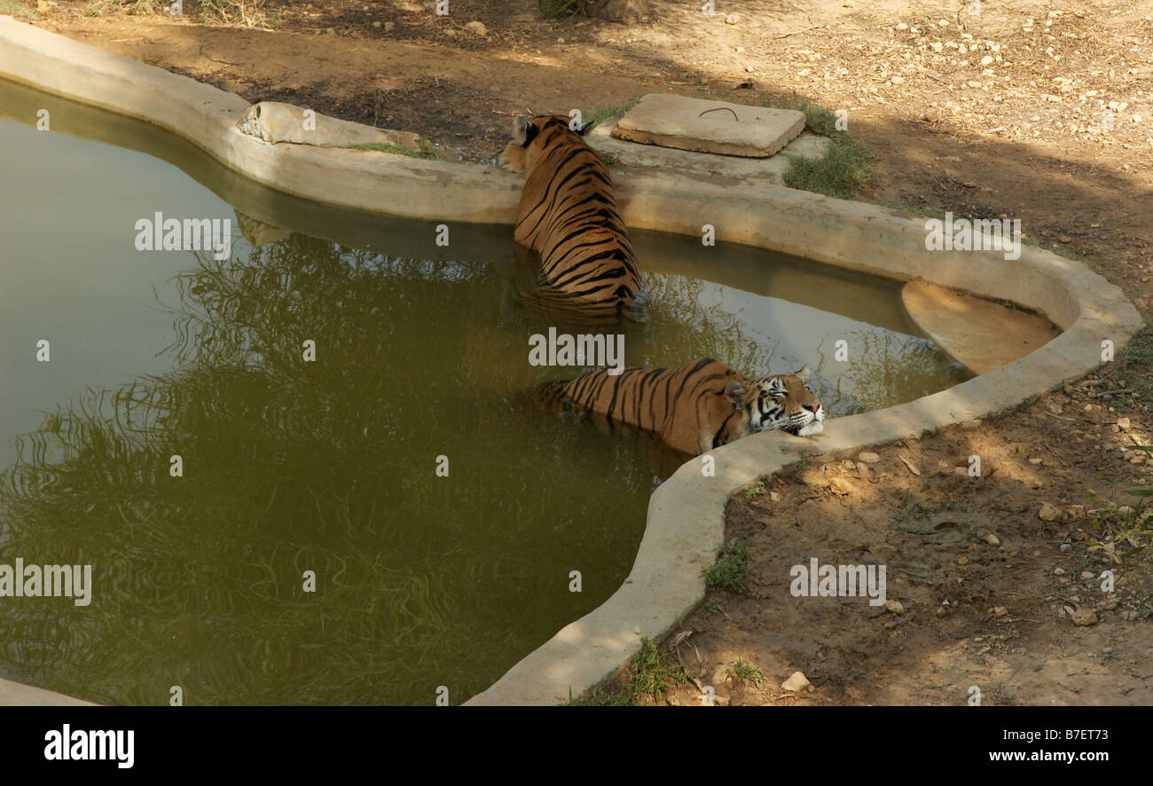 Tigers in a swimming pool Stock Photo Alamy
