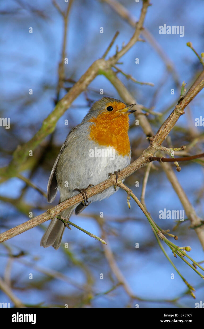 Robin dawn chorus hires stock photography and images Alamy