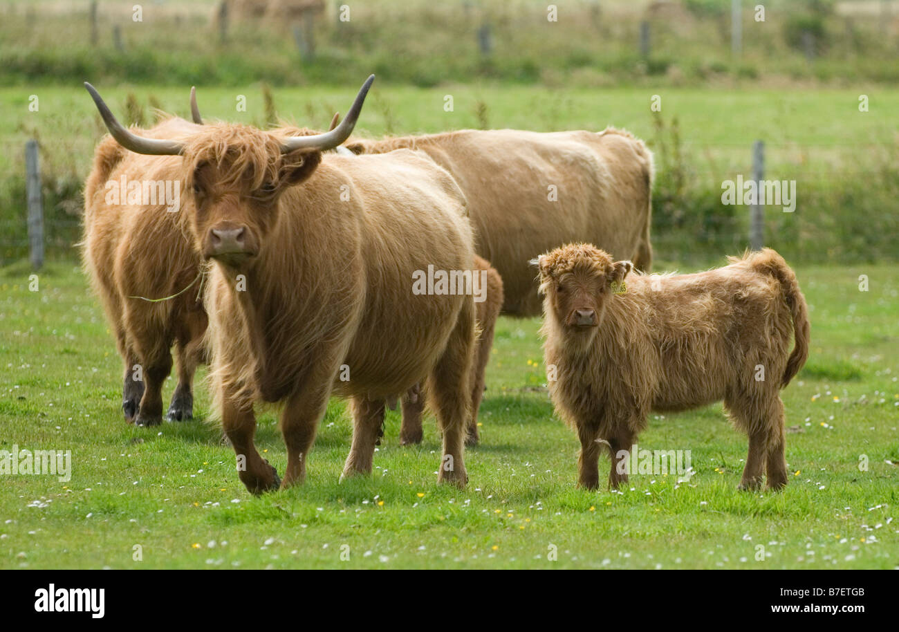 Highland cows and calf in a field Stock Photo - Alamy