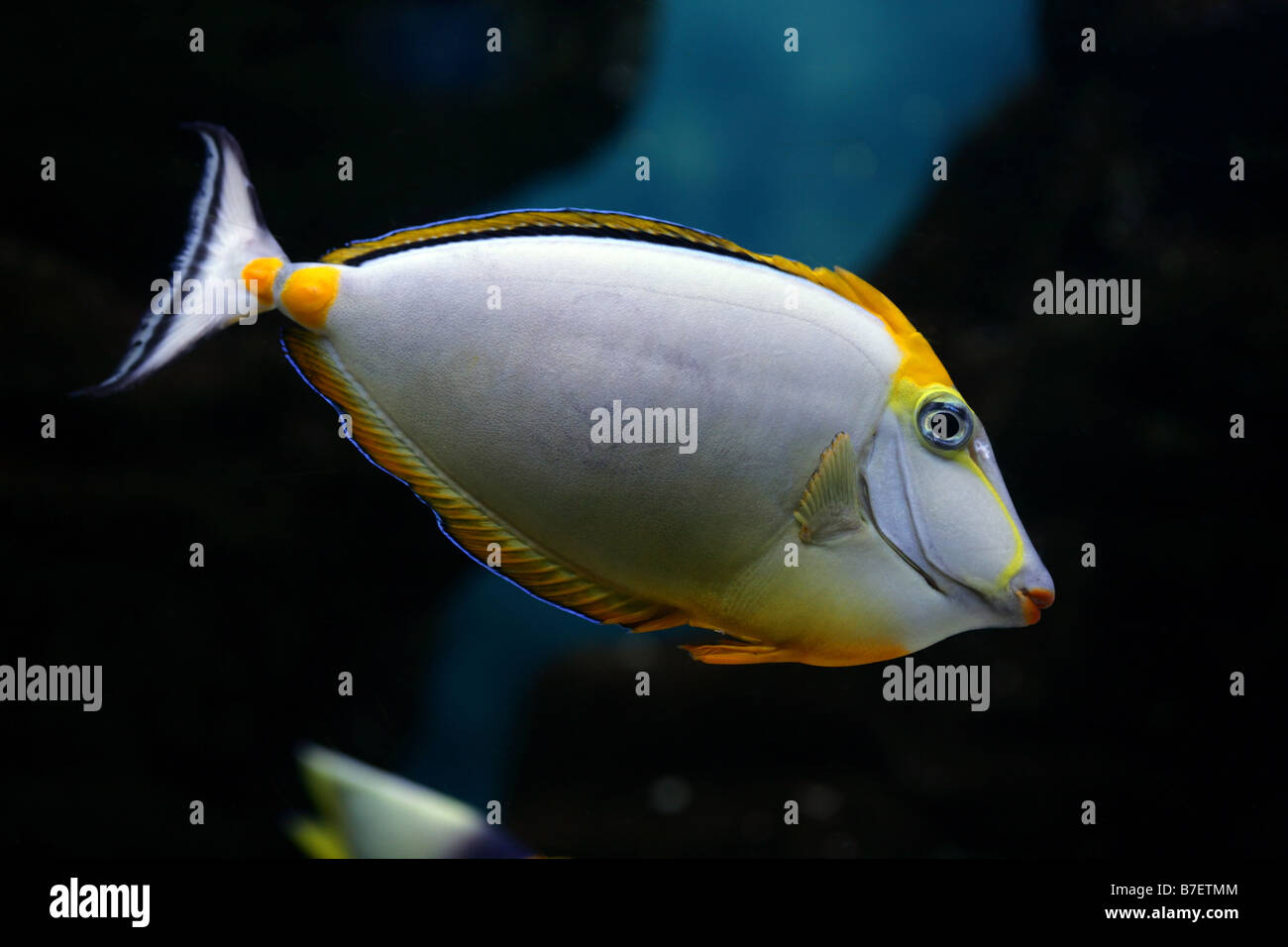 Tropical fish Naso elegans Indian Ocean Orange dorsal Stock Photo