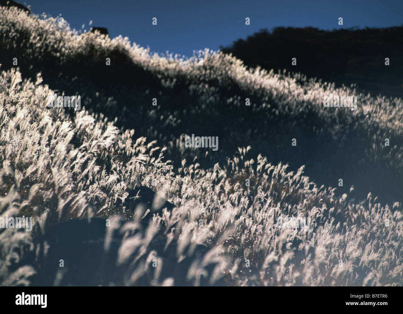 Field Of Japanese Silver Grass Stock Photo Alamy