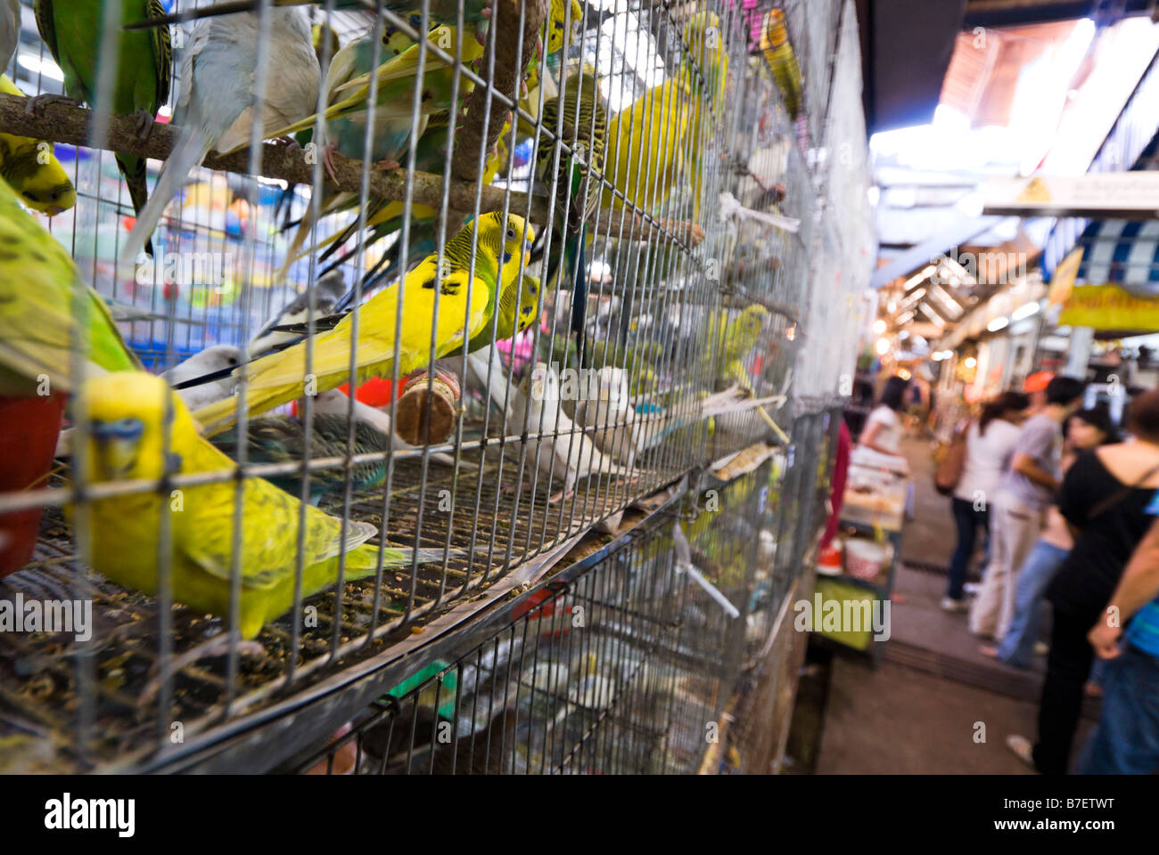 Caged birds for sale on a pet shop stall at Chatuchak Weekend Market in Bangkok Thailand Stock Photo
