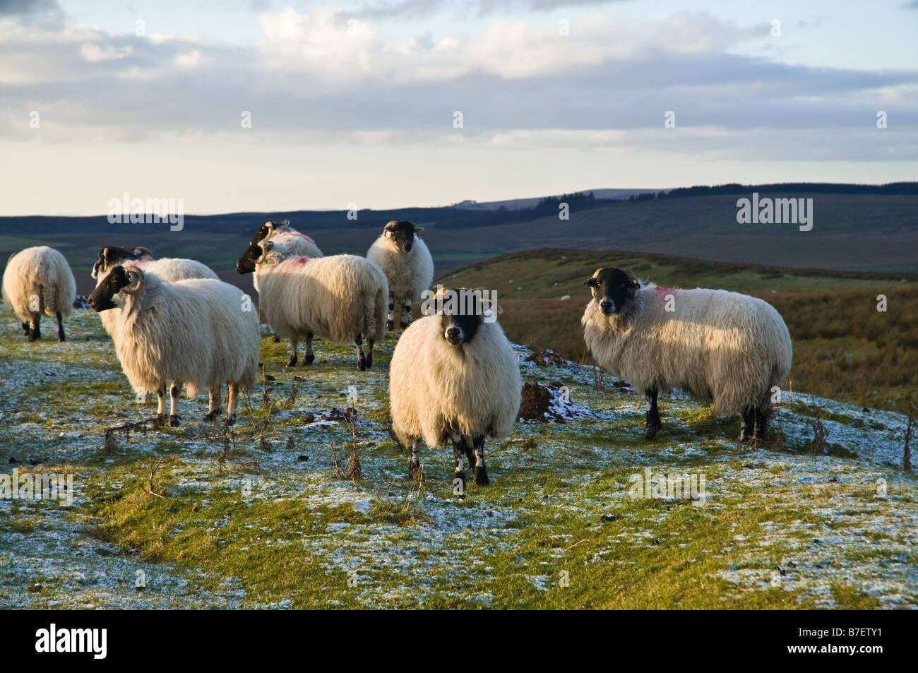 dh Blackface sheep SHEEP UK scottish blackface sheep flock Tynedale ...