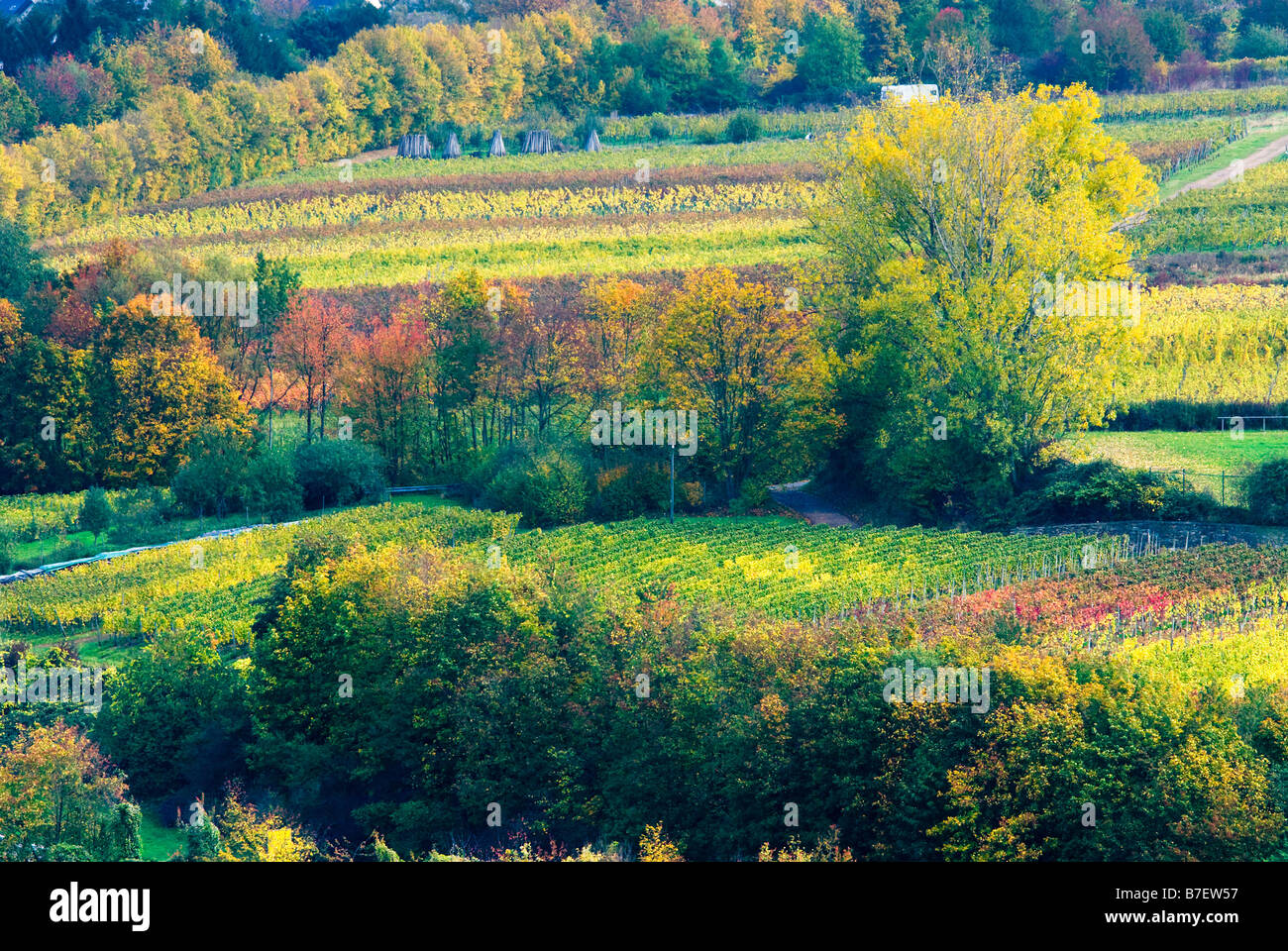 colorful wine fields along the mosel river in germany Stock Photo