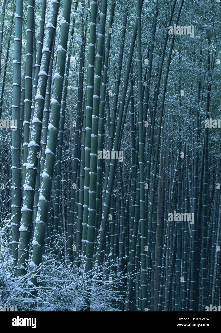 Bamboo grove in winter Stock Photo Alamy
