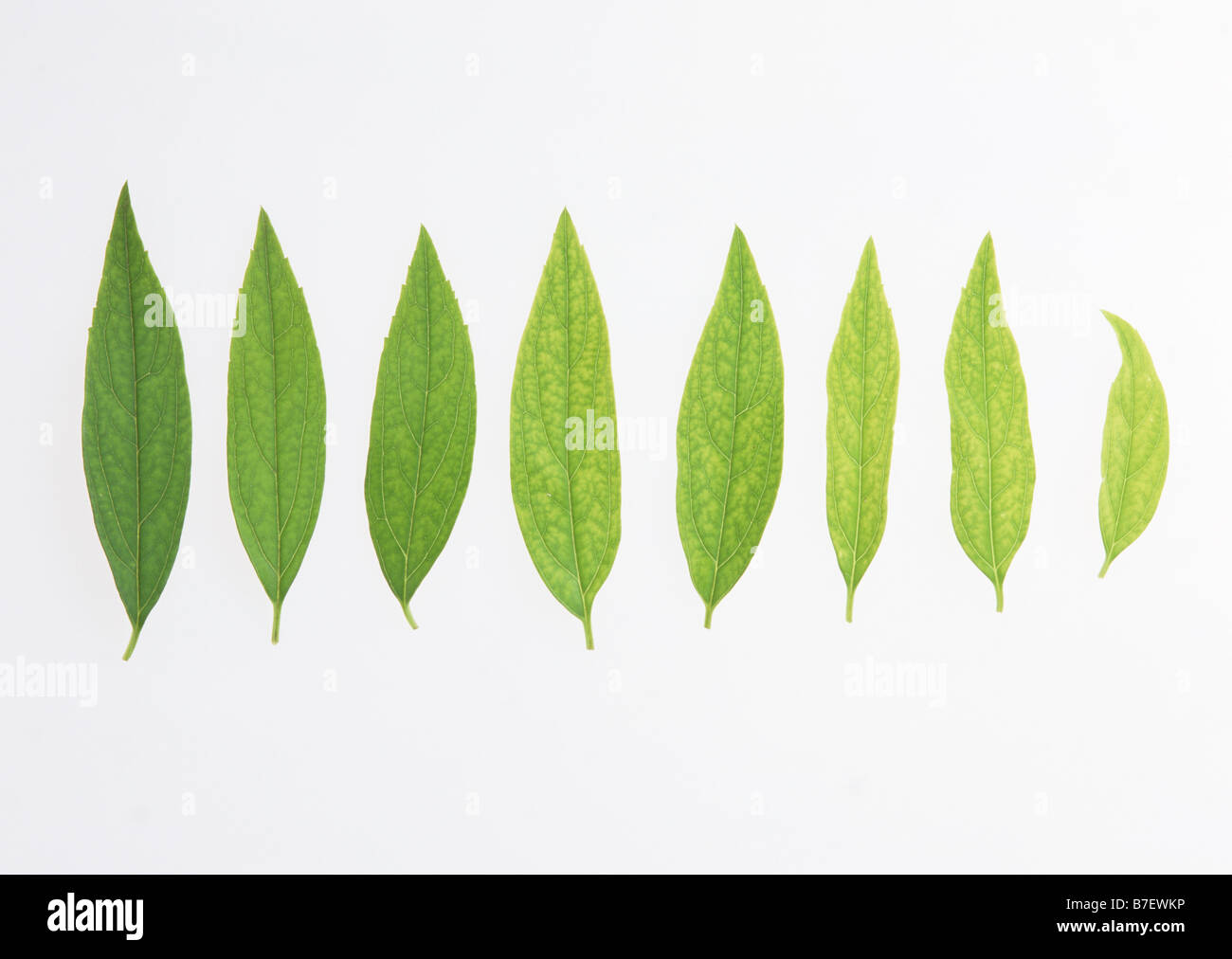 Forsythia viridissima leaves Stock Photo