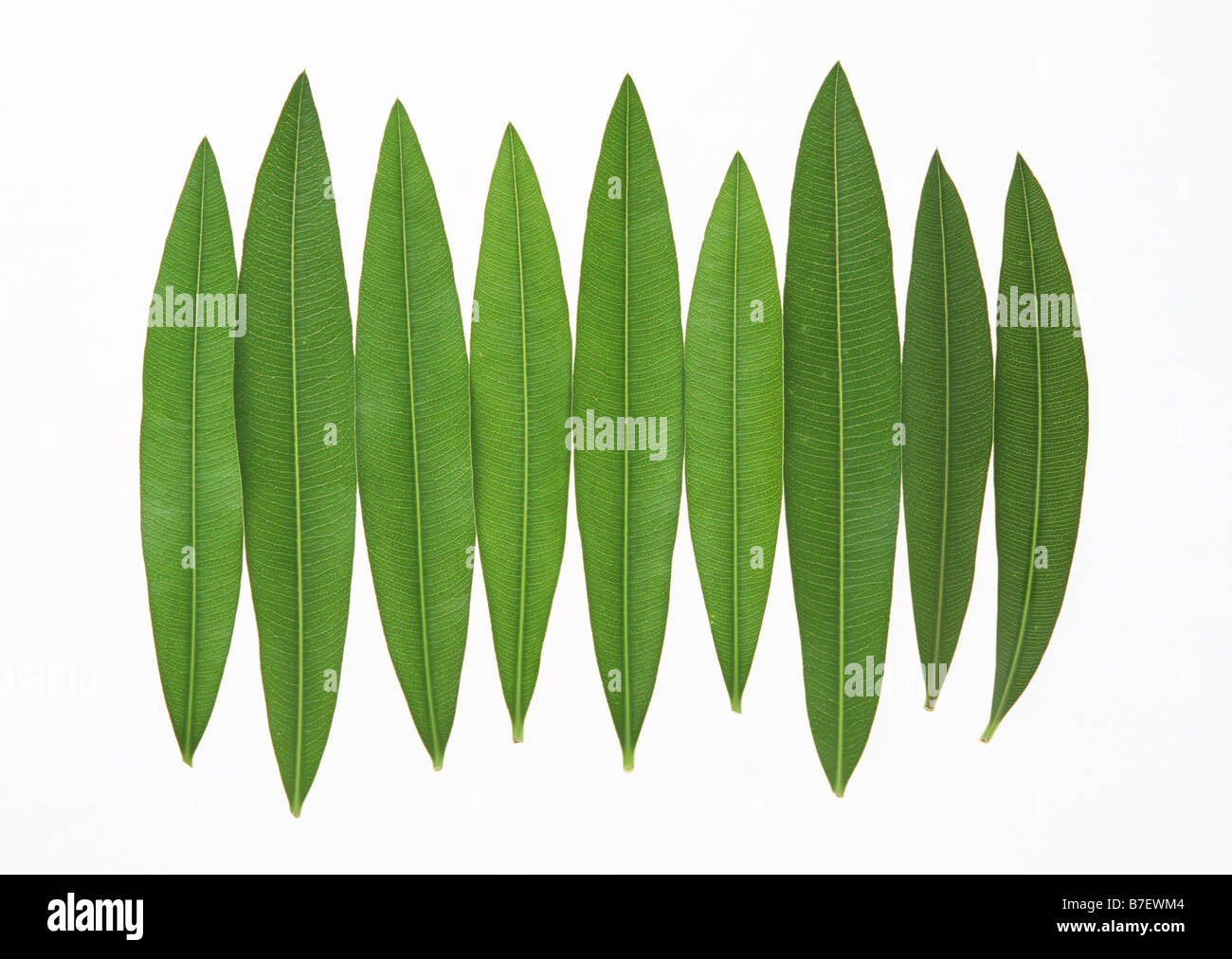 leaves-of-oleander-stock-photo-alamy