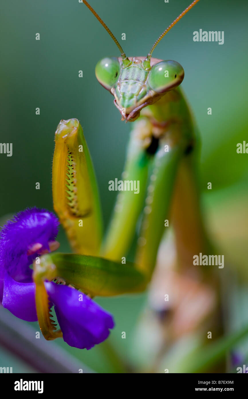 Close up of Praying Mantis Chinese Mantis Tenodera aridifolia sinensis pinching purple flower Stock Photo