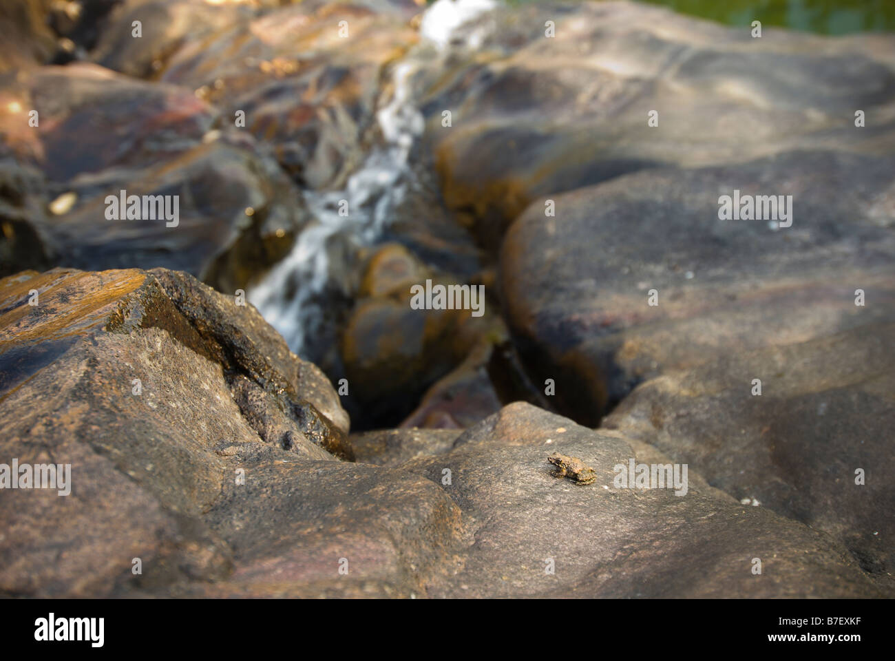 Juvenile or baby toad sits on a rock above Gunlom waterfall in Kakadu National Park Stock Photo