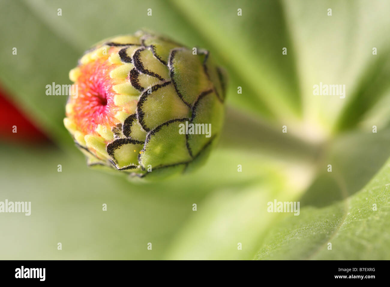 stock photo of a macro flower image Stock Photo
