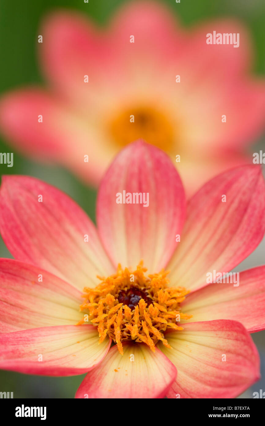 Single flowered dahlia hi-res stock photography and images - Alamy