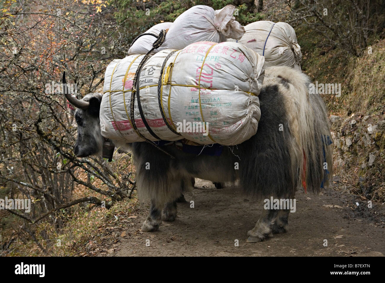 Laden yaks passing near Phurte in Sagarmatha National Park Solokhumbu region Nepal Stock Photo