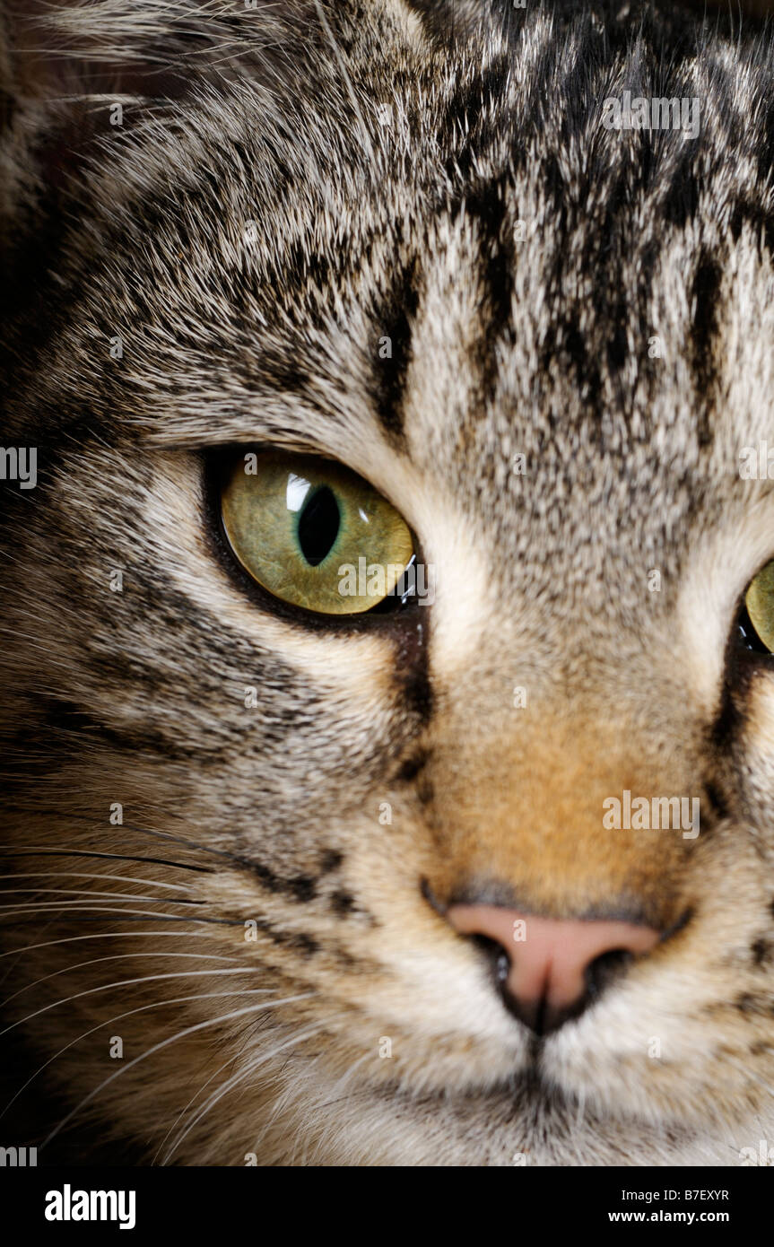 Close up photo of a cat hi-res stock photography and images - Alamy