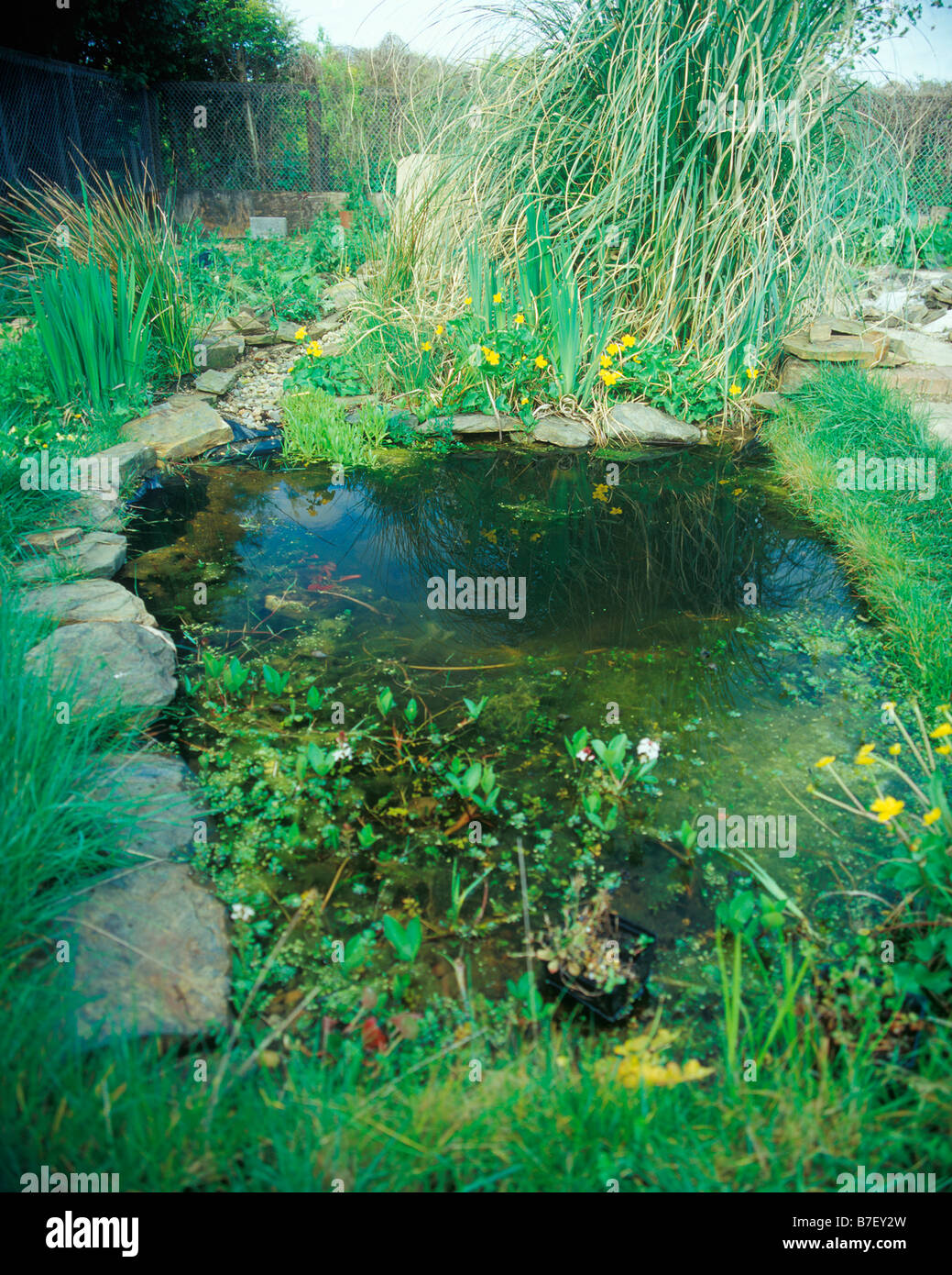wildlife pond and stream with marsh marigolds Stock Photo Alamy