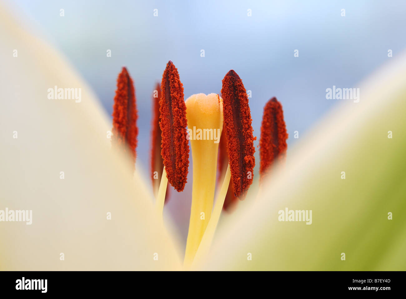 stock photo of a white lily macro Stock Photo