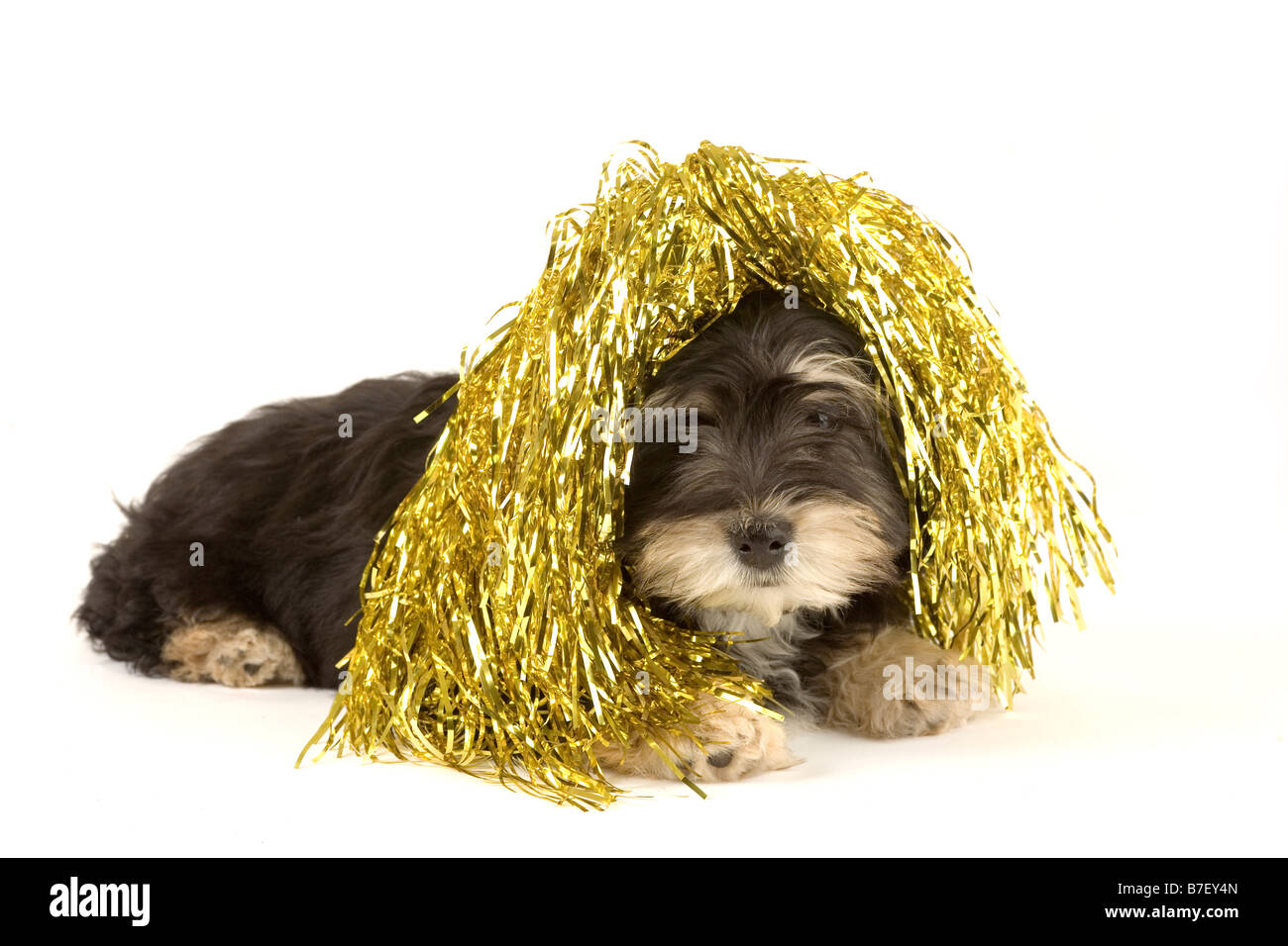 puppy with gold wig Stock Photo