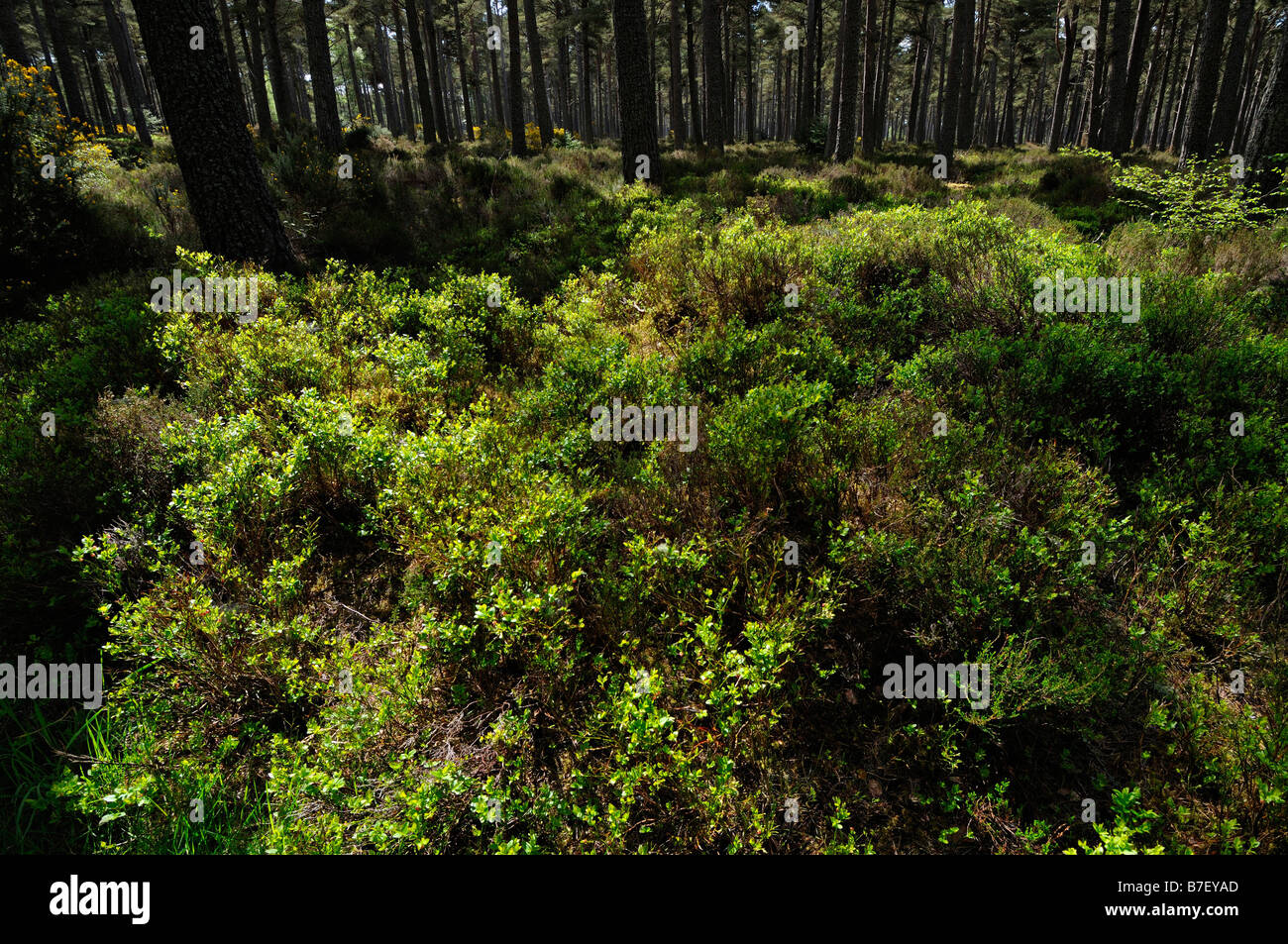 Undergrowth of blueberry bushes in conifer woodlands at Balblair Woods Golspie Sutherland Scotland UK Stock Photo
