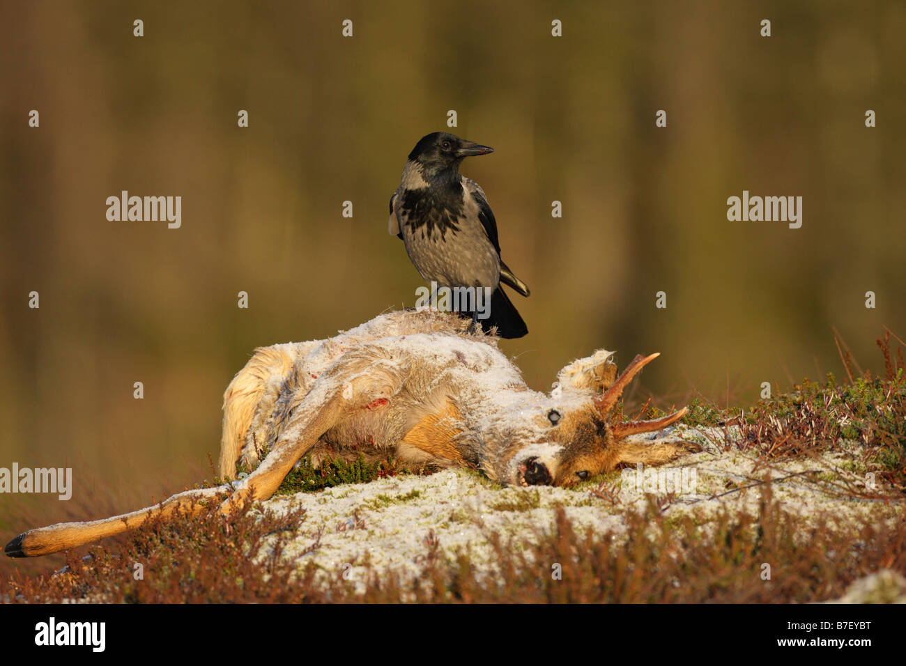 Hooded Crow Corvus corone cornix sitting on the carcass of a Roe Deer in the snow on a mountainside in norway Stock Photo