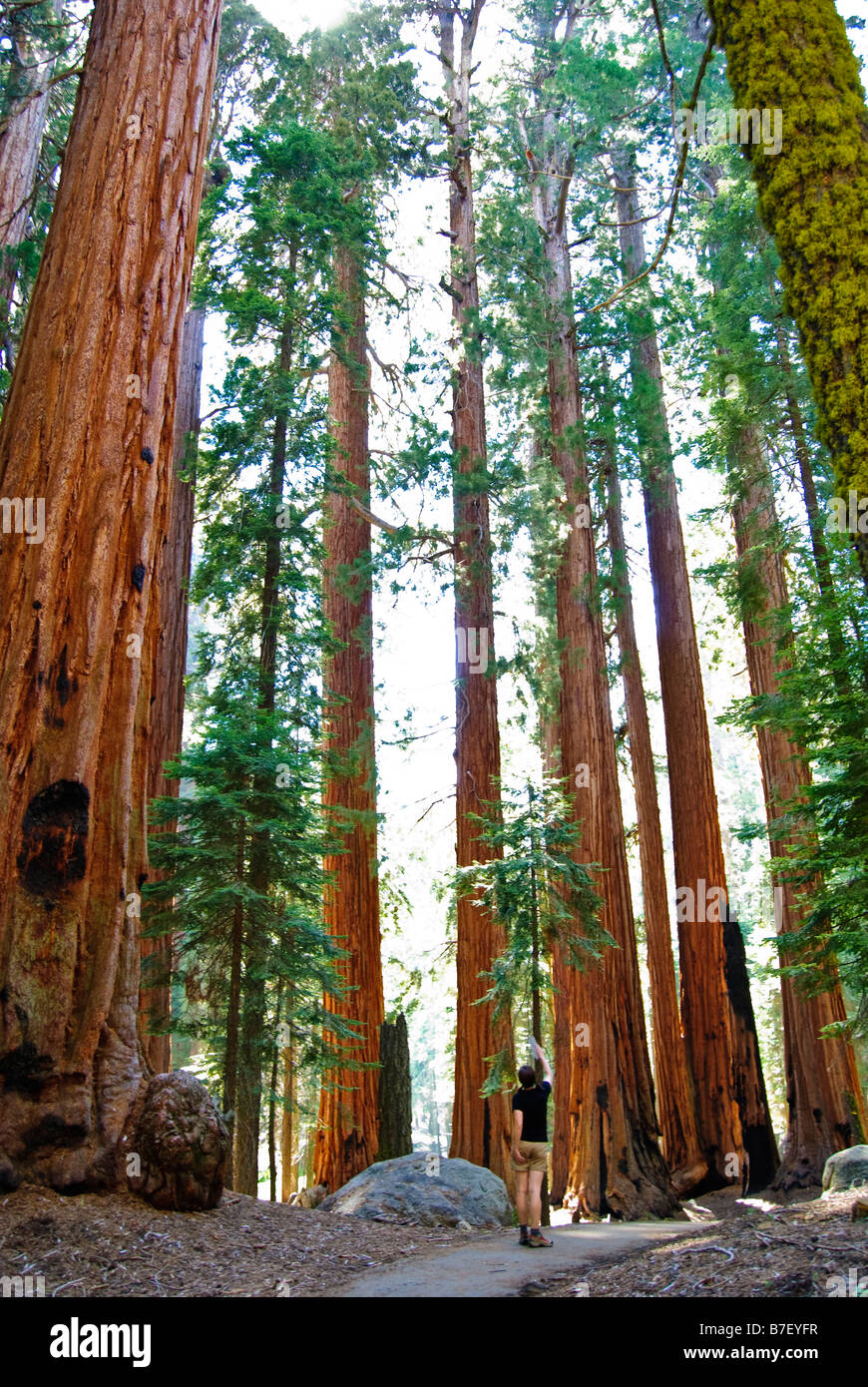 Sequoia Trees in Sequoia National Park in the southern Sierre Nevada in California USA Stock Photo