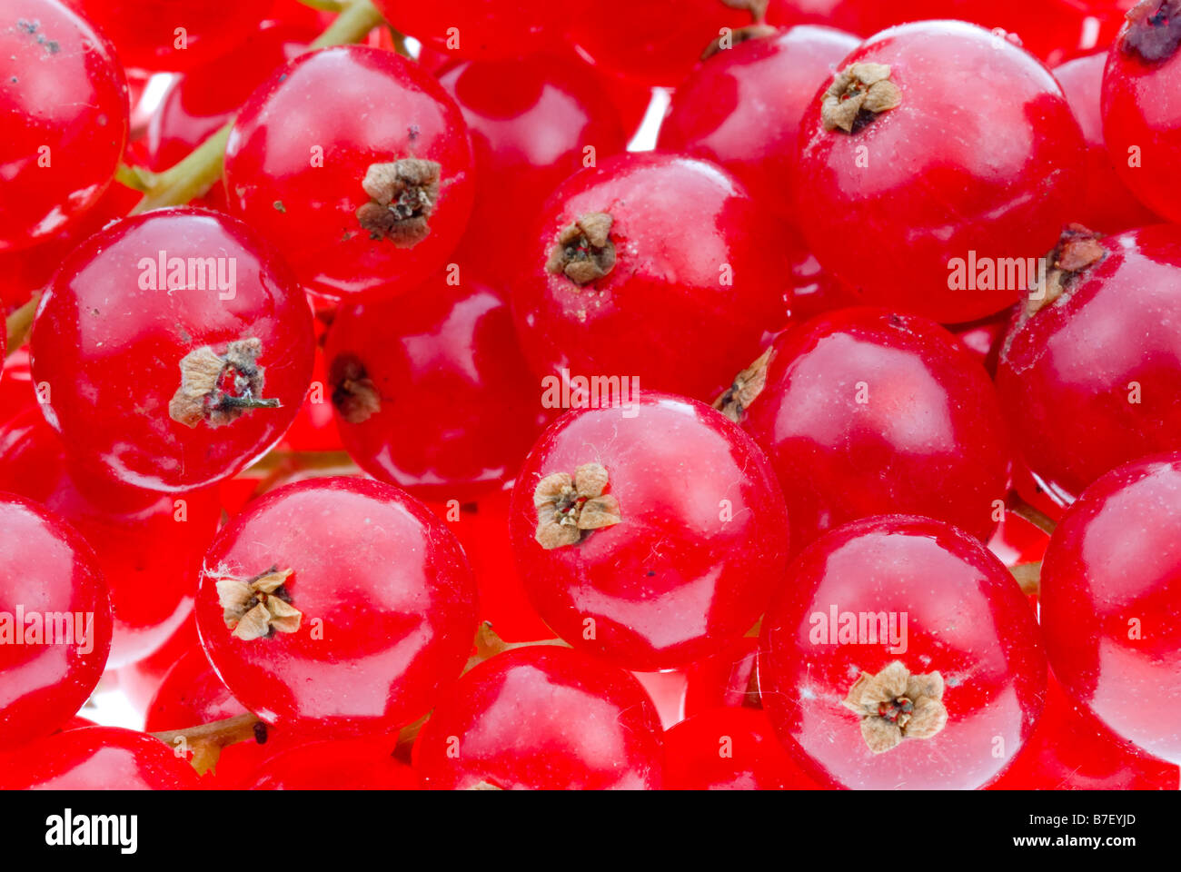 fresh red currant background Stock Photo