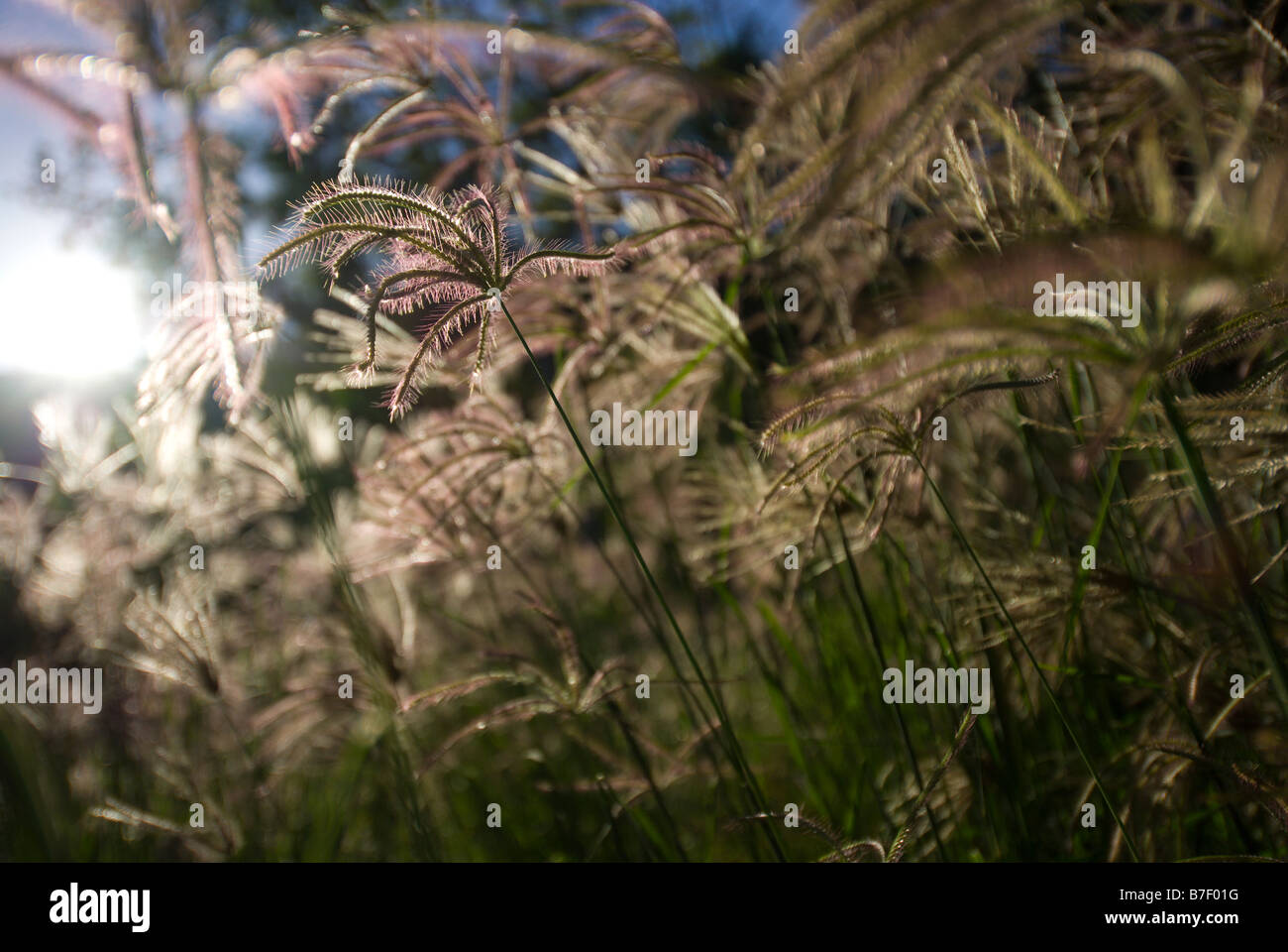 Finger-grass, Digitaria bicornis, backlit by the setting sun Stock Photo