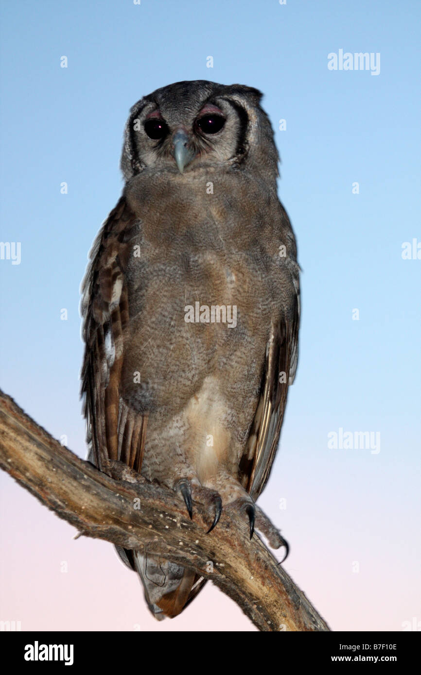 verreaux s eagle owl bubo lacteus meru national park kenya stock
