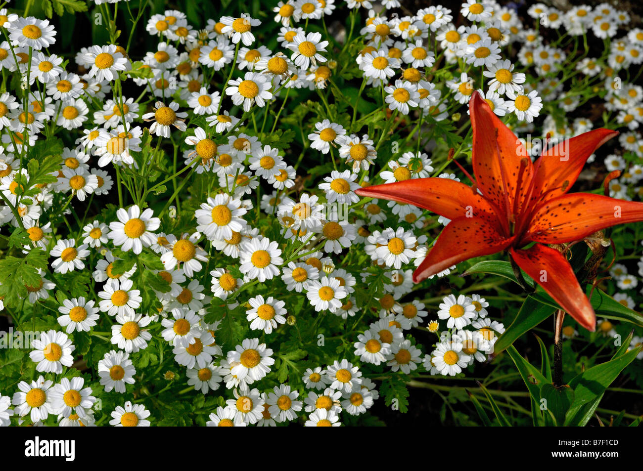 Daisies and orange lily in a herbaceous border Killin Perthshire Scotland UK Stock Photo