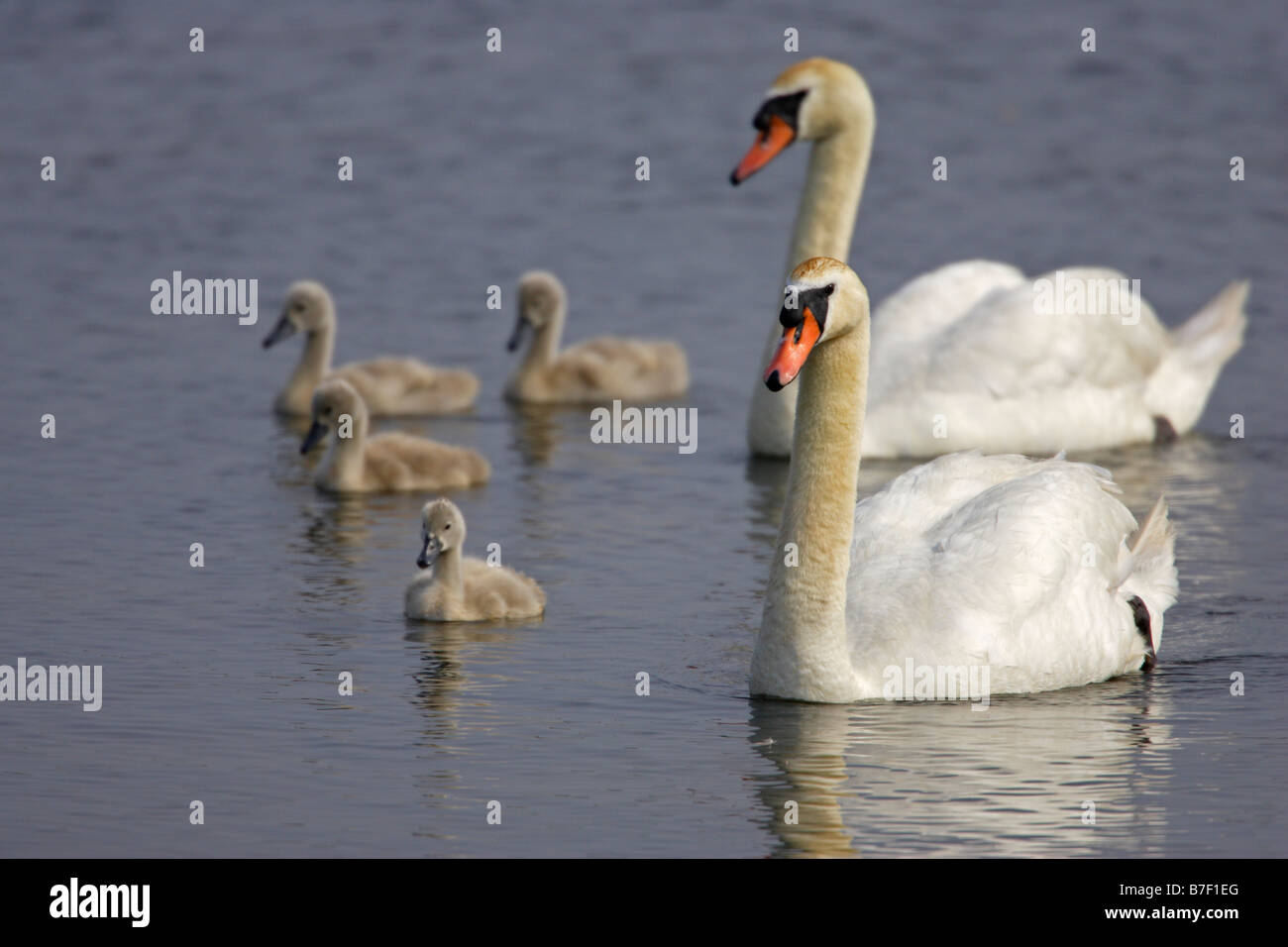 Mute Swan Cygnus olor Parents with Goslings Stock Photo
