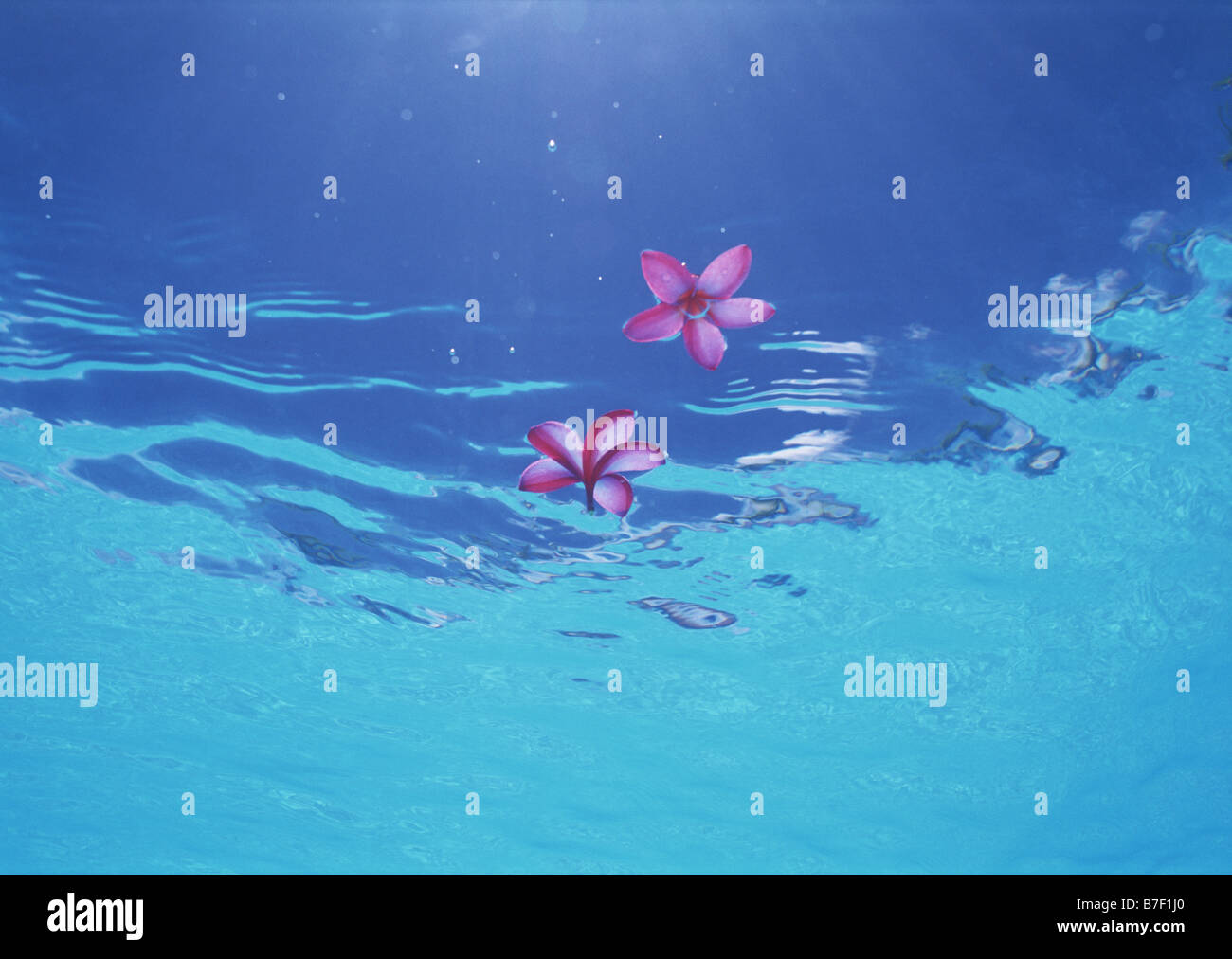Pink flowers floating on water surface Stock Photo Alamy