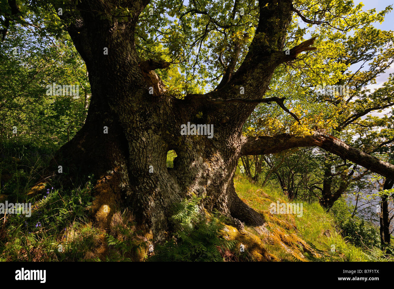 Mature oak tree in summer foliage with a hole right through the main trunk in woodland near Killin Perthshire Scotland UK Stock Photo