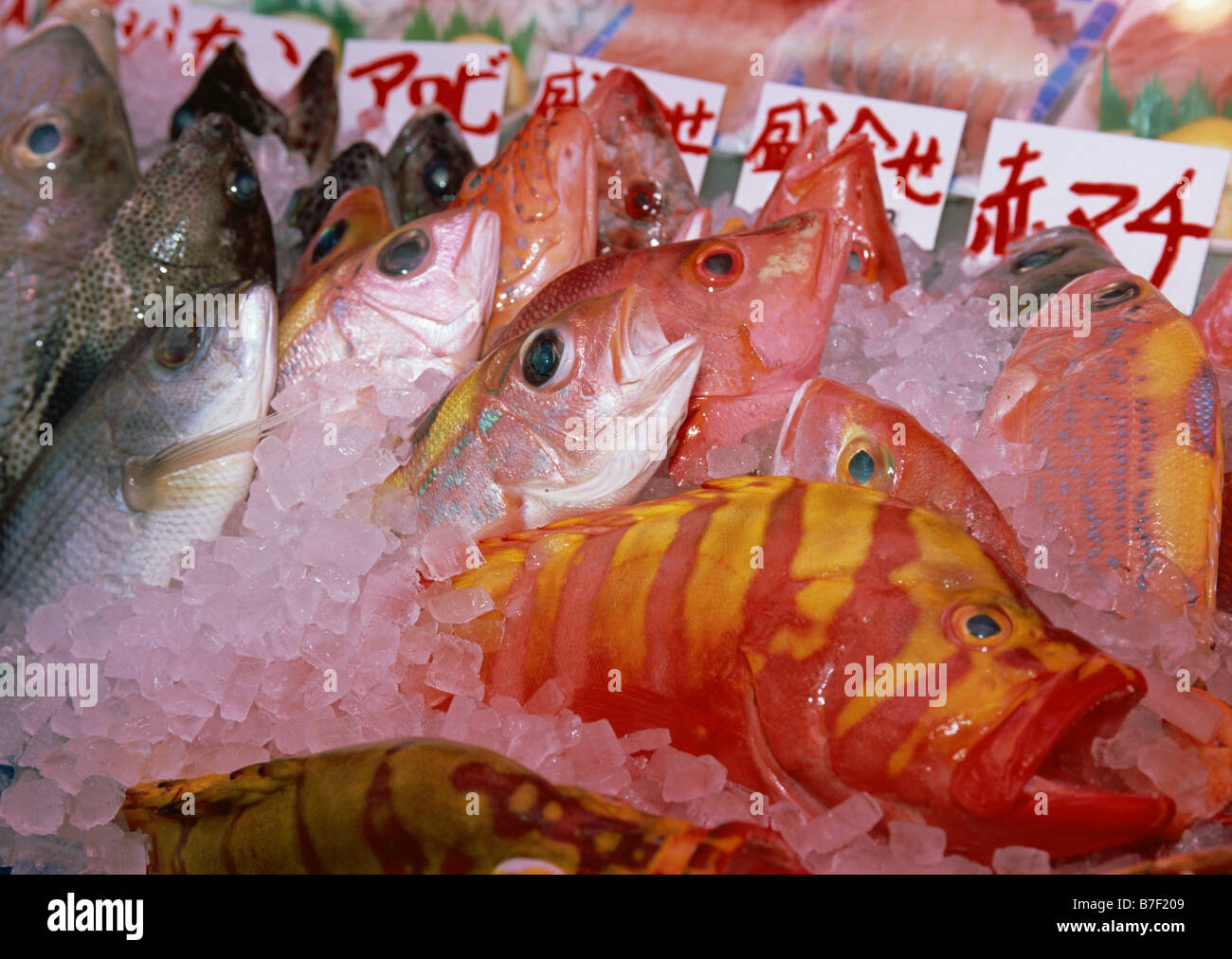 Fish in market Stock Photo Alamy