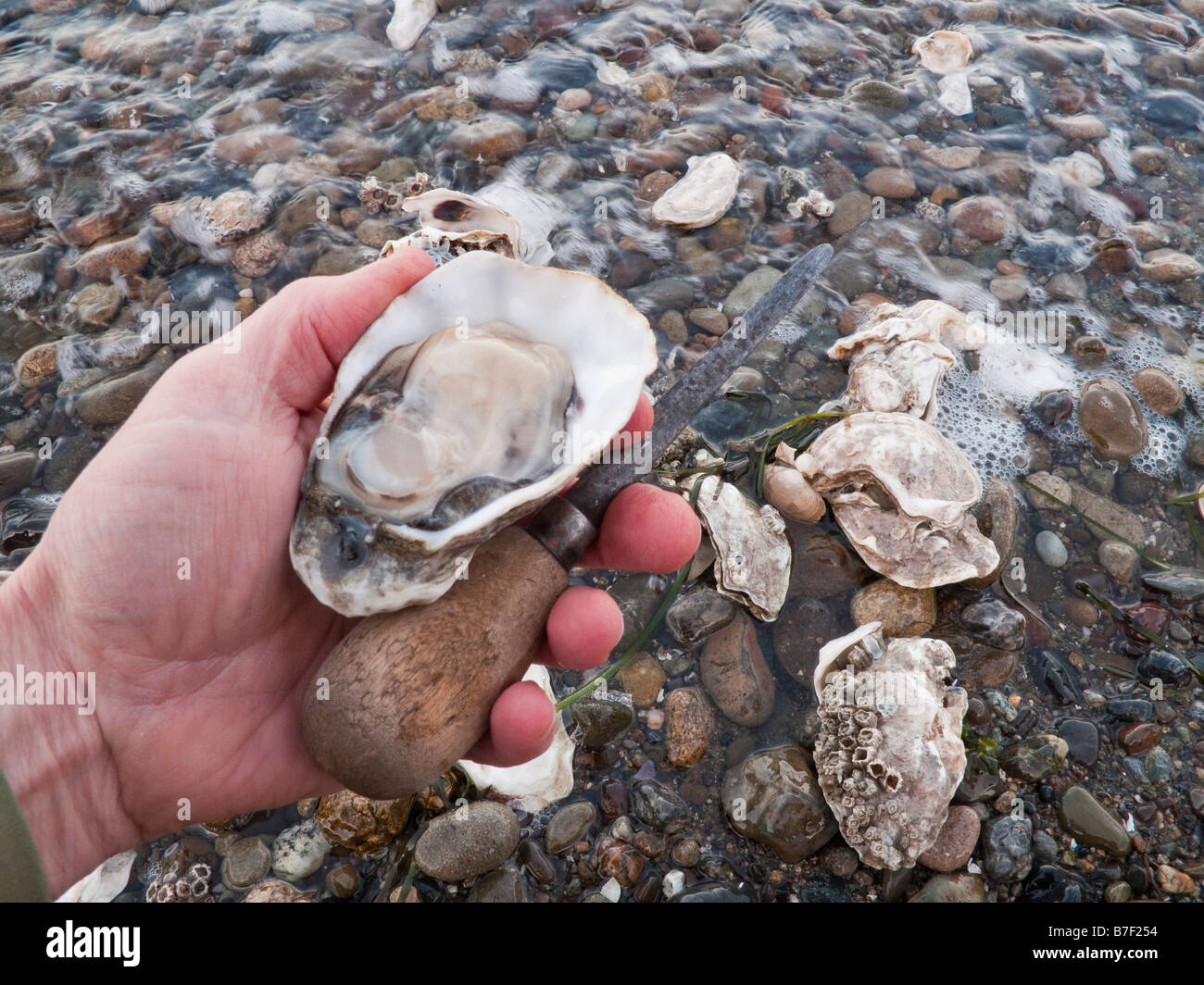 Seabeck Washington Hood Canal - Man holding a shucked oyster and oyster knife Stock Photo