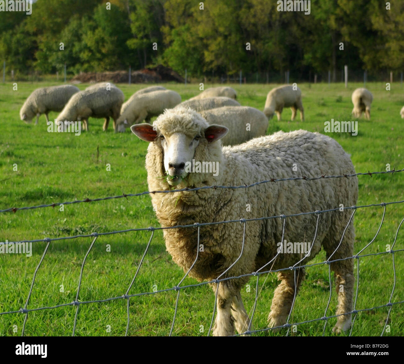 Several sheep grazing in a farmers field in the back,as one sheep looks straight into the camera chewing a mouthful of grass Stock Photo - Alamy Several sheep grazing in a farmers field in the back,as one sheep looks straight into the camera chewing a mouthful of grass Stock Photo - Alamy