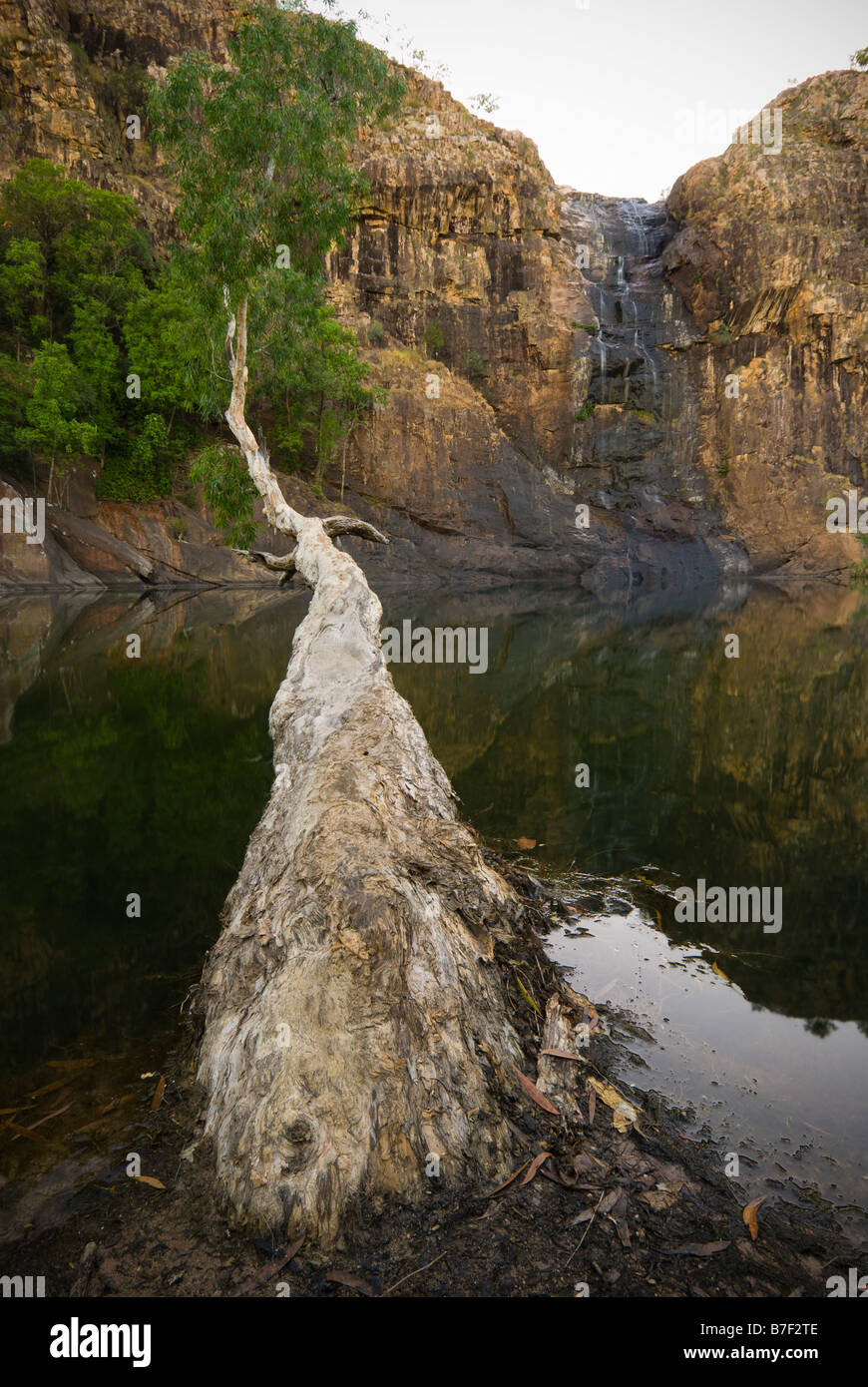 Stringybark tree eucalyptus tetrodonta reaching hires stock