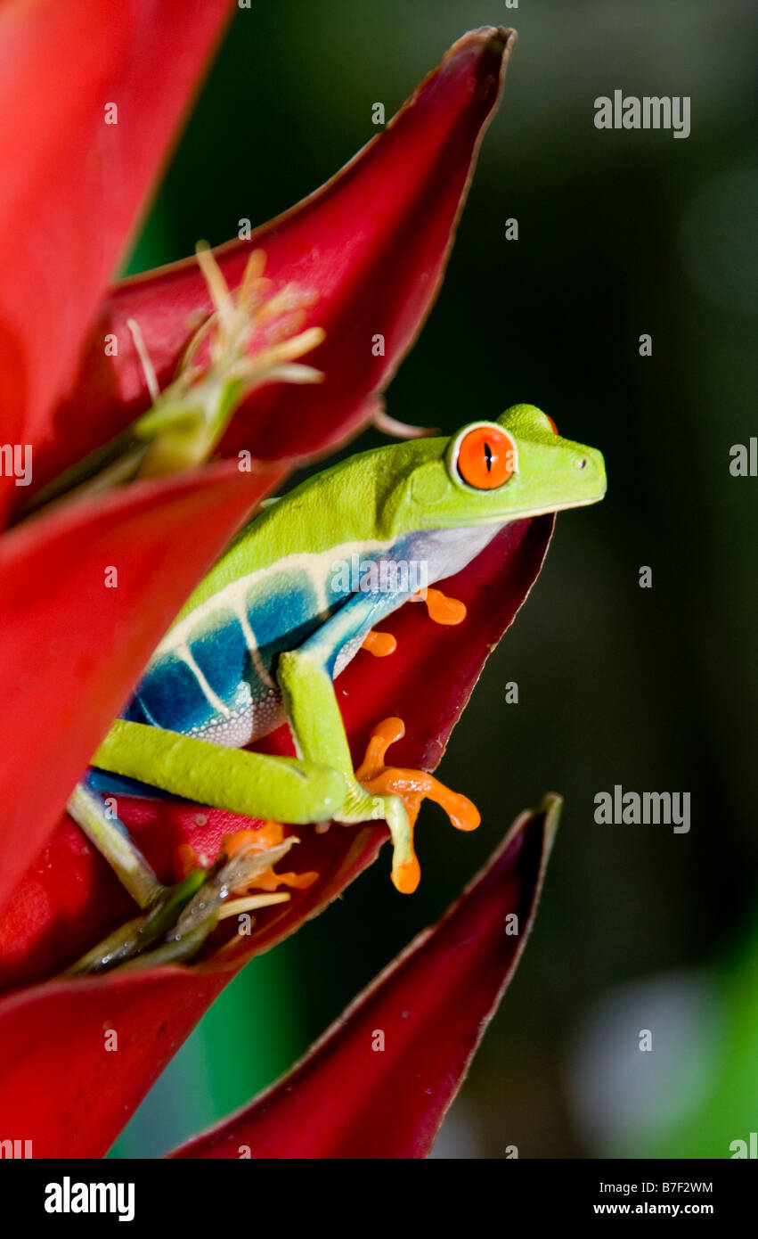 Red eyed tree frog (agalychnis callidryas) in Costa Rica Stock Photo