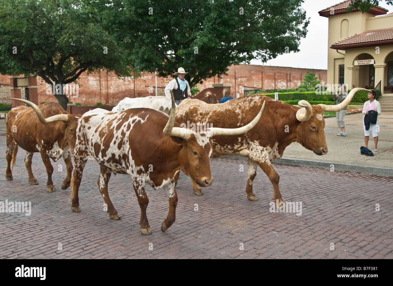 Texas Fort Worth Stockyards National Historic District twice daily longhorn cattle drive for tourists Stock Photo