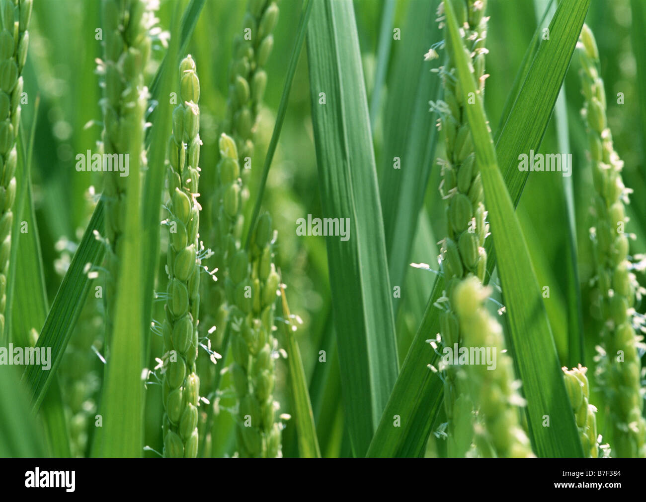 Flower of rice plant Stock Photo Alamy