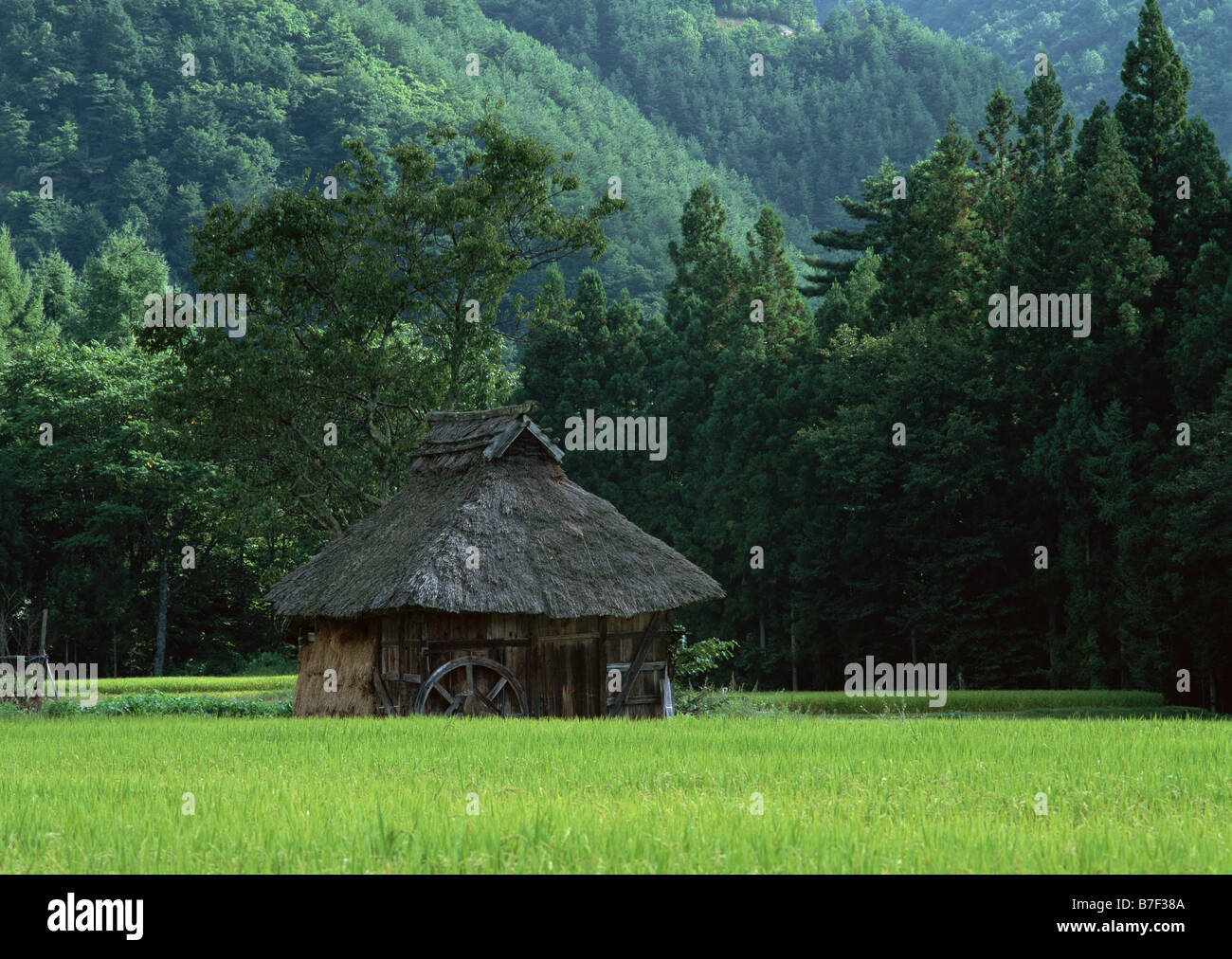 Rice paddy and back shed Stock Photo