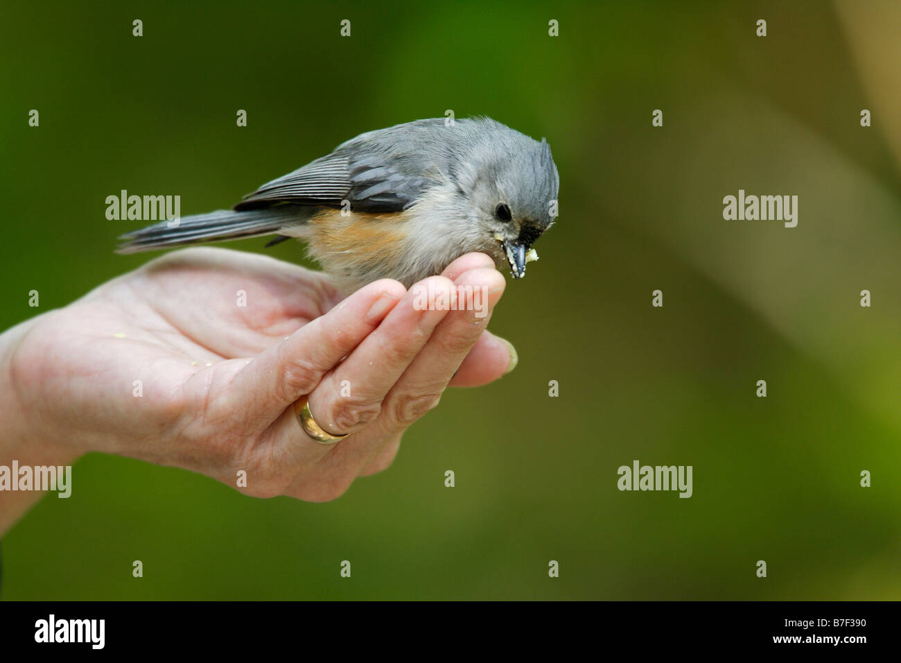 Tufted Titmouse Baeolophus bicolor bicolor being feed by bird watcher Stock Photo