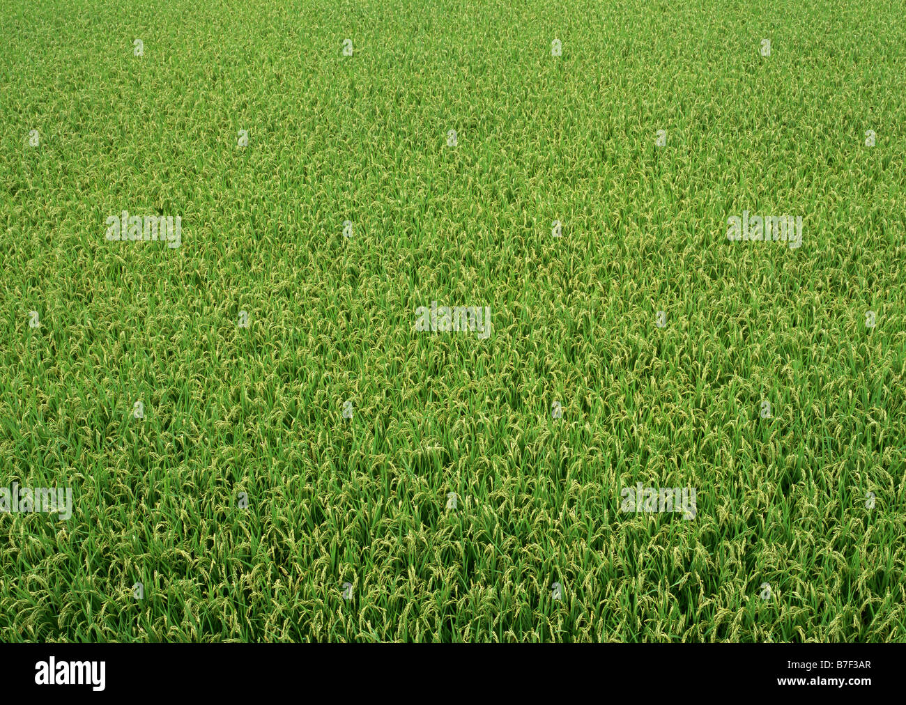 Rice paddy Stock Photo