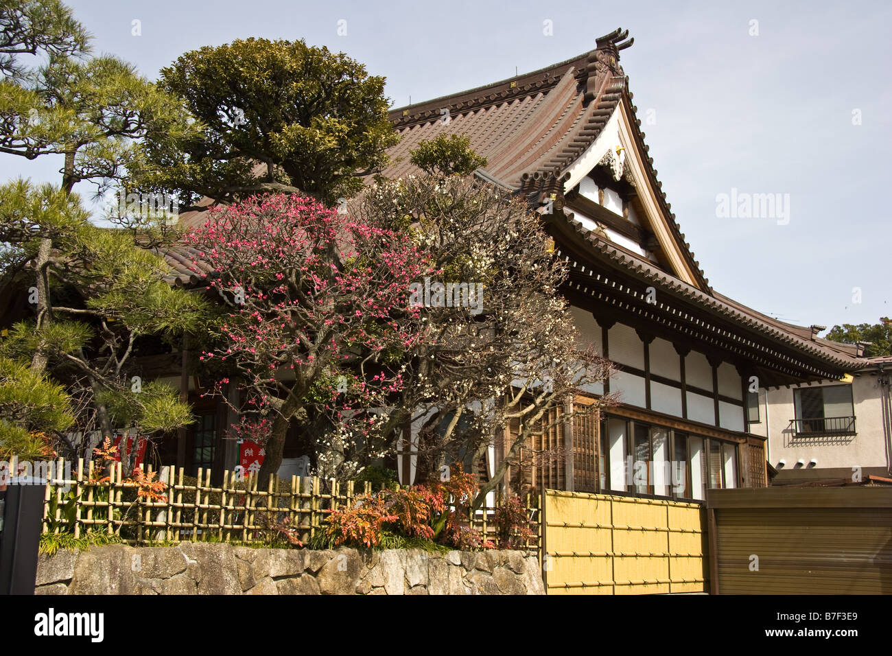 Japanese Shrine with a bloomed plum tree Stock Photo