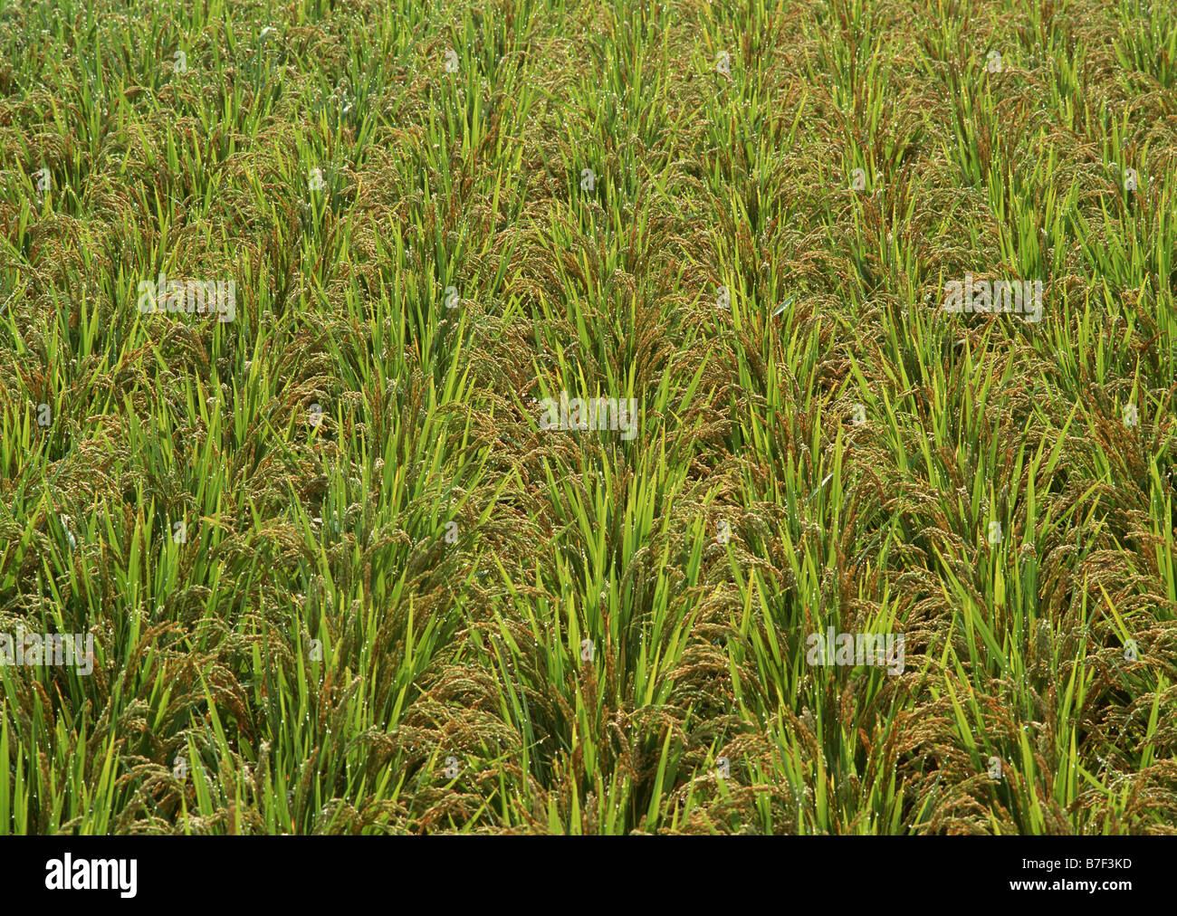 Rice plant Stock Photo