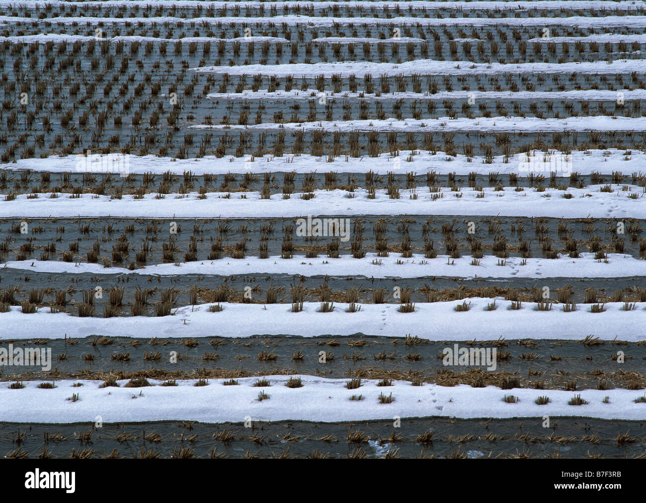 Rice fields in winter Stock Photo