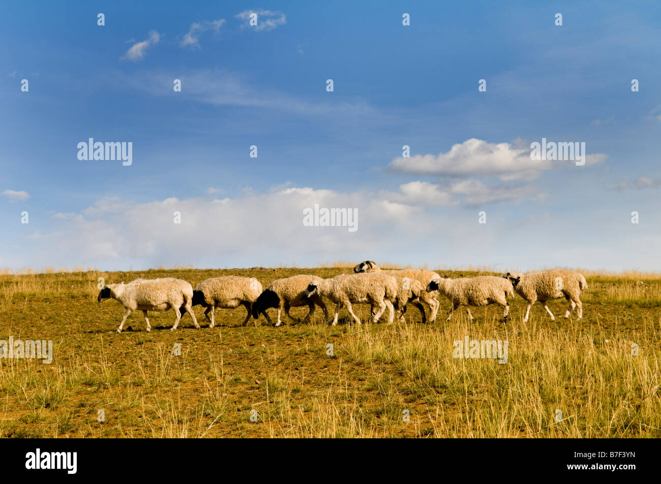 A herd of sheep roam the vast Mongolian grasslands Stock Photo - Alamy