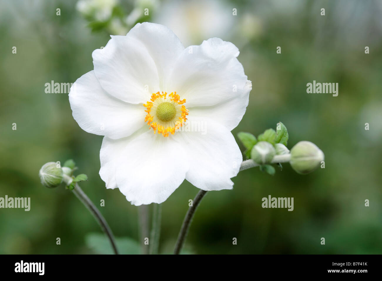 Japanese Anemone flower Stock Photo Alamy