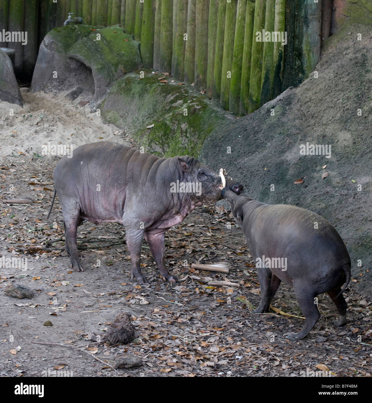 Male and female boars sparring Stock Photo Alamy