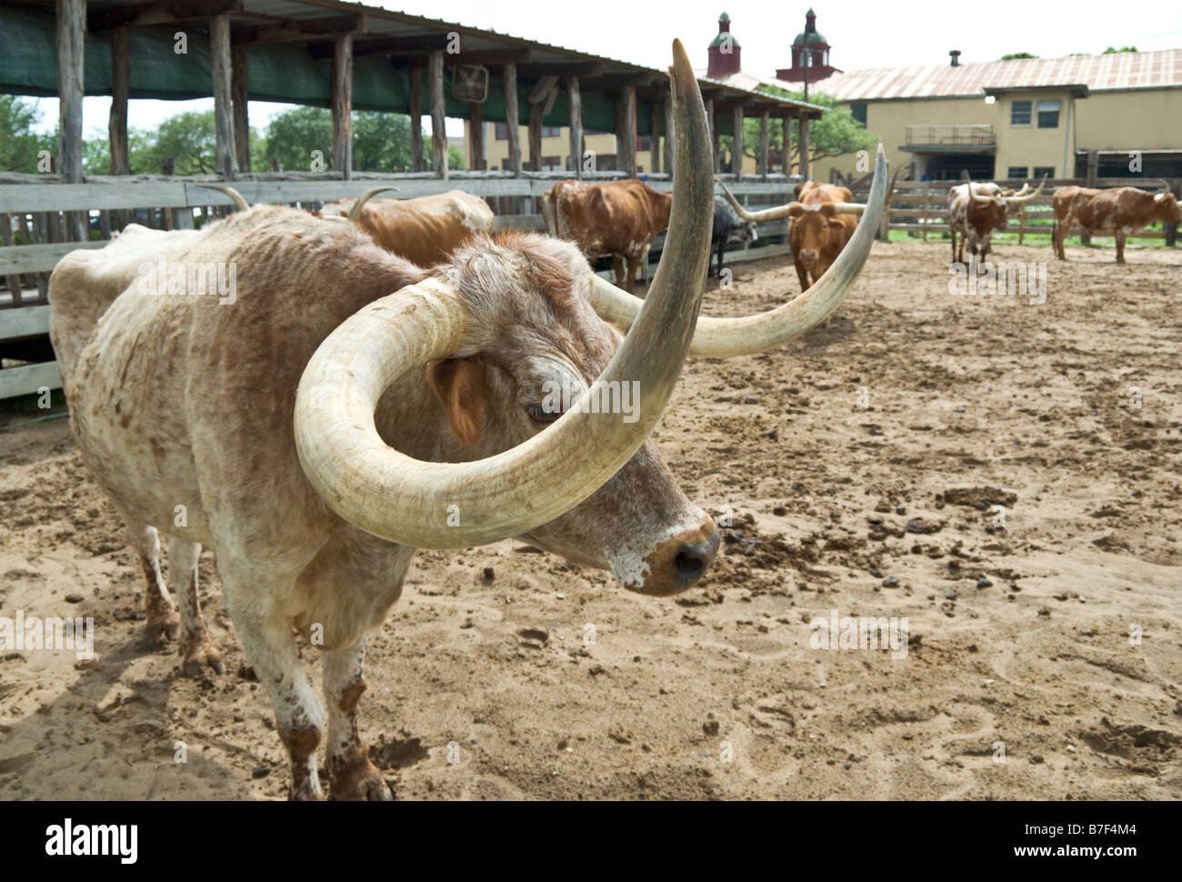 Texas Fort Worth Stockyards National Historic District longhorn cattle used for cattle drive tourist attraction Stock Photo